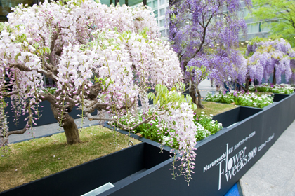 東京 丸の内フラワーウィークス2010 藤棚
