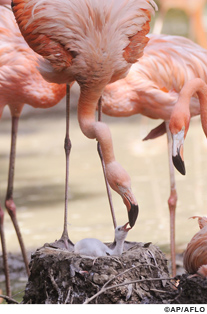 フラミンゴ（コロンビア）